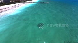 Watch this group of sharks hunt a school of fish metres from the coastline