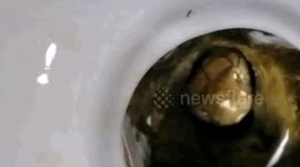 Firefighters remove 3-metre-long cobra from toilet in China