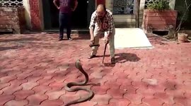 Cobra catcher coaxes venomous snake out of government office in India