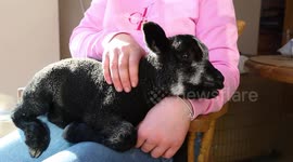 Orphaned lamb finds new family after he's adopted by a dog - who even go on walks together!