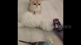 Adorable Kitten Stares At Little Bird In Disbelief
