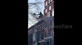 New York City firefighters rescue escaped parrot from tree