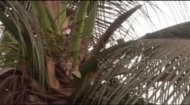 Two kittens rescued from 40-foot-tall coconut tree in eastern India