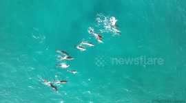 Drone footage captures a pod of dolphins jumping, rolling and playing in crystal-clear blue seas