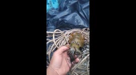 Vietnamese man's hand covered in ink as he picks up aggressive cuttlefish