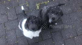 Adorable Newfoundland puppies enjoying their first snow letting the snowflakes land on their faces