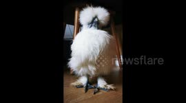 This sleepy silkie chicken struggling to stay awake is all of us on Monday mornings