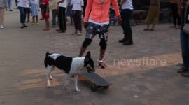 Dog impresses locals by jumping over motorcycle onto skateboard in Thailand
