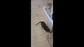 Saddist Cat and scared mice.. Tom and jerry be like..