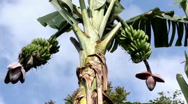 Peculiar banana tree with double fruit bunches spotted in Indonesia