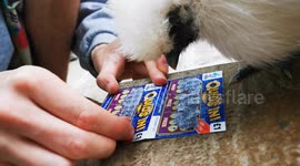 Do you feel clucky? Silkie chicken helps owner scratch lotto card