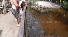 Feeding alot of turtles in Manaus - Brazil Balneário 3 Irmãos