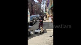 Ruff accident: Cool dog rides around in his fancy car on NYC streets but gets in fender bender