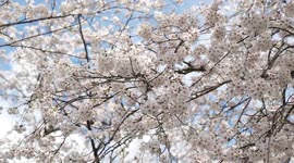 Sakura cherry blossom in Fukui, Japan.