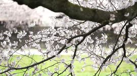 Sakura cherry blossom in full bloom in Fukui, Japan.