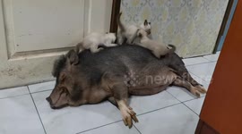 The adorable odd couple: Kittens play on top of sleeping pig