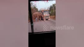 Hungry elephant holds up trucks to steal pieces of sugarcane