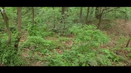 discovery ! Wild boar video Real.... (       Wild boar    )