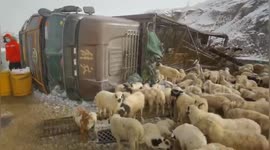 Hundreds of sheep killed as livestock transport truck flips over in China