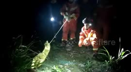Chinese firefighters rescue muntjac deer trapped in between two walls