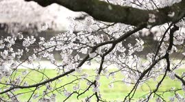 Newsflare Edit - Sakura cherry blossom in full bloom in Fukui, Japan.