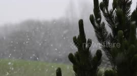 Snowfall: from a fixed POV with a pine tree in the foreground heavy snow falls on the surrounding countryside