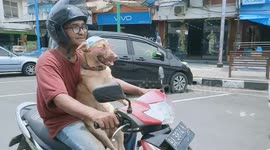 Glasses-wearing dog cruises Indonesian streets on motorscooter