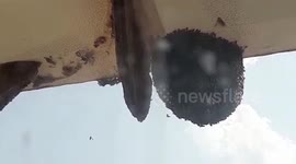 Honey Bees attack people in hospital in central India