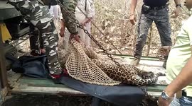 Indian rescuers free leopard tangled in barbed wire set by poachers