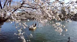Tokyo's famous 'sakura' cherry blossom nears full-bloom