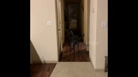Dog Sees Owner After Almost 9 Months - Priceless Reaction