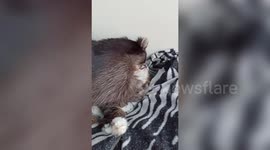 Meet Mark the sassy pet Raccoon who likes to show his other household pets that he is the boss