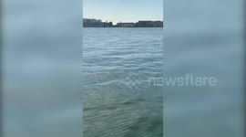 Rare sighting of dolphins in Venice's Grand Canal
