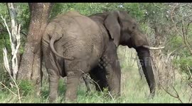 Elephant rubs his but on a tree and it sounds like Sand Paper
