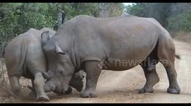 Rhinos play fighting block road in South African nature reserve