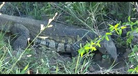 Rare footage of a Water Monitor Lizard digging for a suitable nesting site in Hluhluwe.