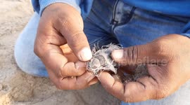 Animal rights activist frees adorable turtle hatchling tangled in fishing line