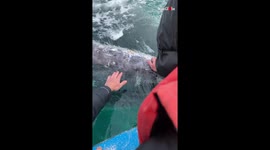 Friendly whale lets tourists stroke it off the coast of Mexico