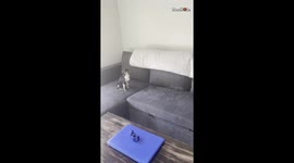 Chihuahua Cute Response To Daddy's