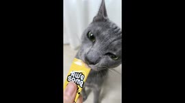 츄르먹는 귀여운 고양이 클로즈업