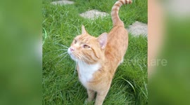 A pet owner was baffled after he noticed his cat's missing GPS collar was moving around his neighbourhood -- after it was