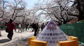Tokyo parks are banning cherry blossom picnics this year