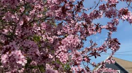 Bumblebee Flying among Plum Blossoms in South Portland, Maine