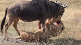 THE KISS OF DETH . I DESIDE TO CALL THIS VIDEO THE KISS OF DEATH AS THE WAY IT IS