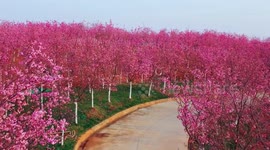Tourists flock to view spectacular 2.7-million-square-metre sea of cherry blossoms in China