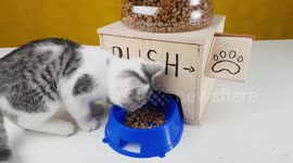 YouTuber builds cool food dispenser for cats from...er...scratch