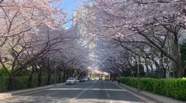 Streets quiet as South Korea cancels cherry blossom festival across country