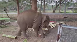 Baby elephant plays with pieces of freshly cut banana trunk in Thailand