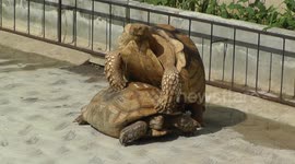 SULCATA TURTLE EXPRESSION MATING
