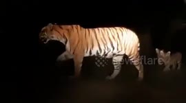 Tiger roams with its cubs after dark in northern India